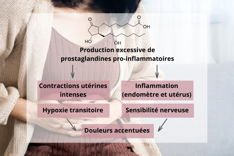 Fonctionnement des prostaglandines et implication dans les douleurs menstruelles
